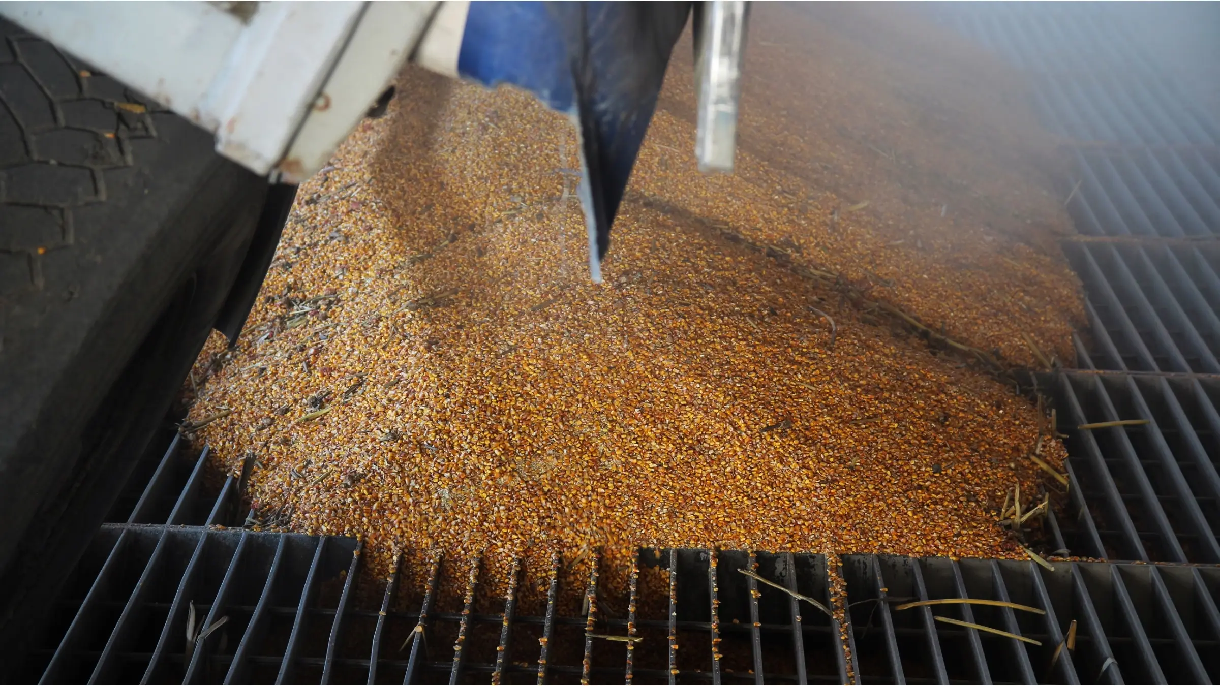 Maize being tipped from a truck into the intake pit of a silo